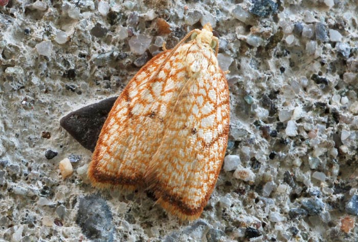 Acleris forsskaleana